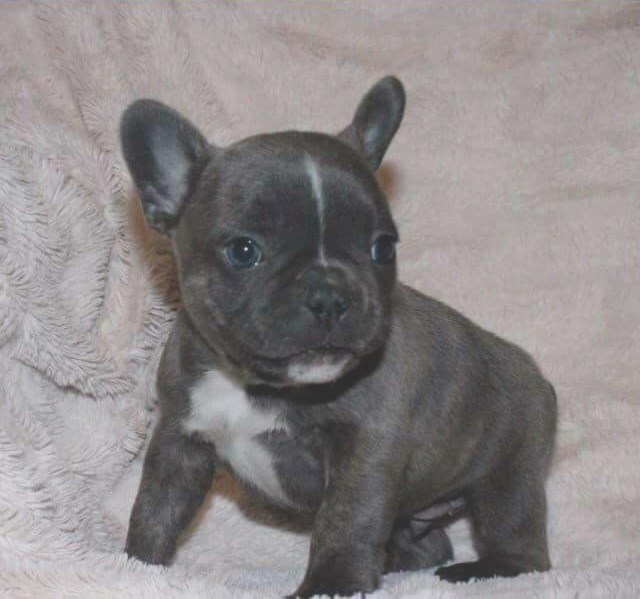 This eight-week-old bluenose French bulldog, valued at $4,000, was stolen from a Cochrane-area home Nov. 20.