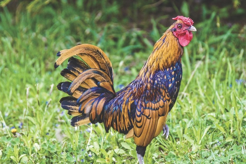 Backyard Chicken Workshop Coming To Crossfield Airdrietoday Com