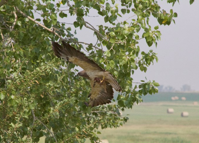 Hawk Talk