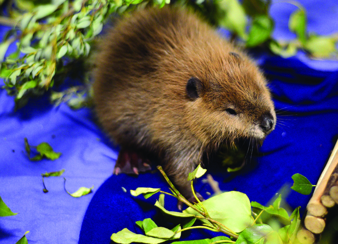 AIWC's hotline program helps keep animals safe AIWC's hotline program helps keep animals safe