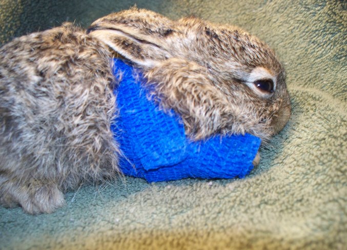 Be hare aware