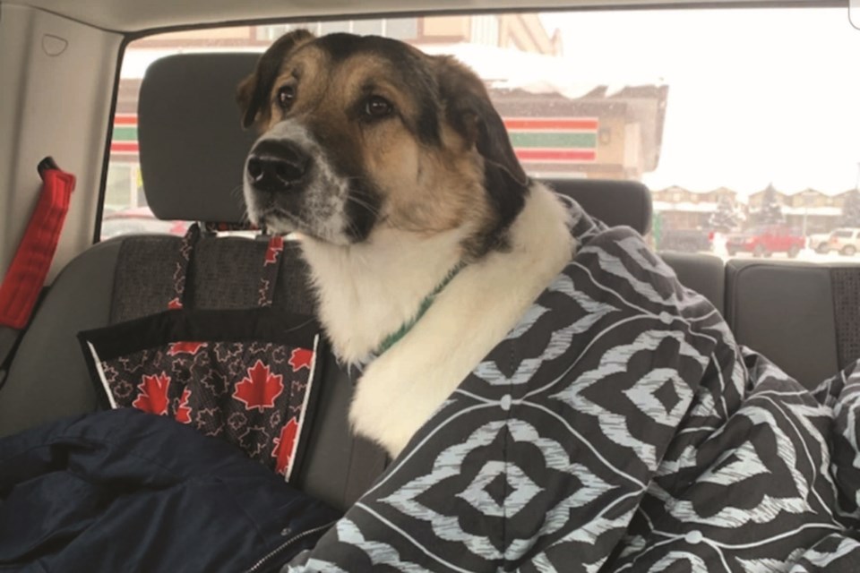 A 16-hour search for a Calgary woman's missing dog in Airdrie culminated in a happy ending on Feb. 12. Photo submitted/For Airdrie City View
