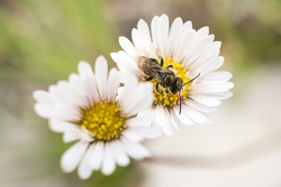 native pollinator NCC