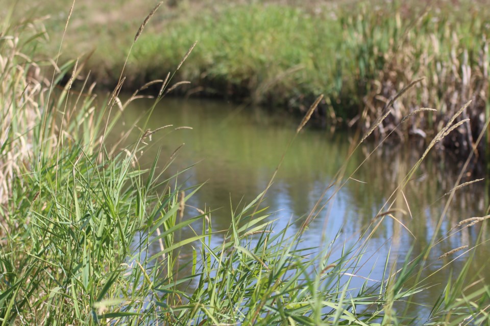 Community advocacy group Save Nose Creek is asking local governments to take stronger measures to address the health of the creek, which is rated in poor health due to the demands and pressures of development put upon it.