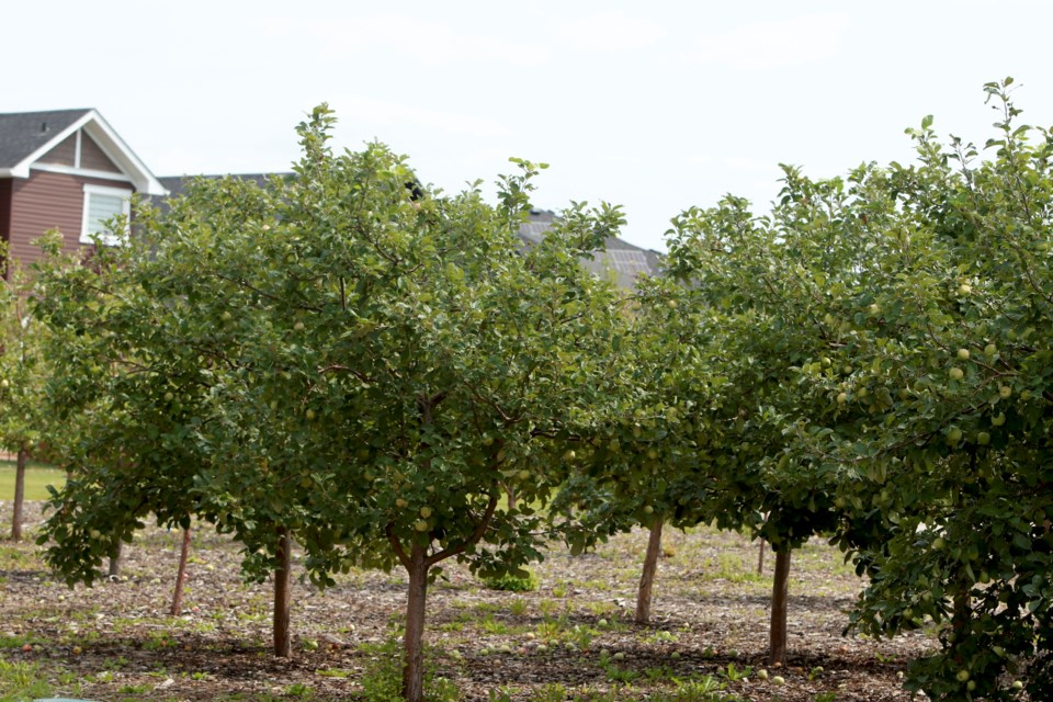 Airdronians are welcome to harvest fruit when it is ripe from any of the City's four community orchards and other edible fruit trees planted throughout the city.