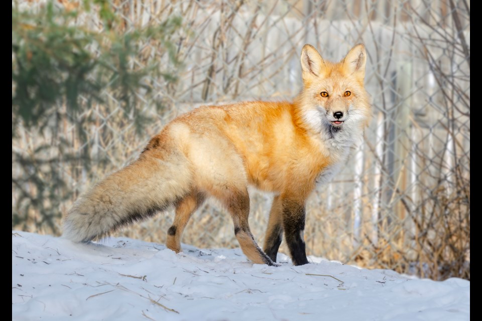 This year, the Alberta Institute for Wildlife Conservation (AIWC) cared for a wild red fox who suffered from abdominal injuries.