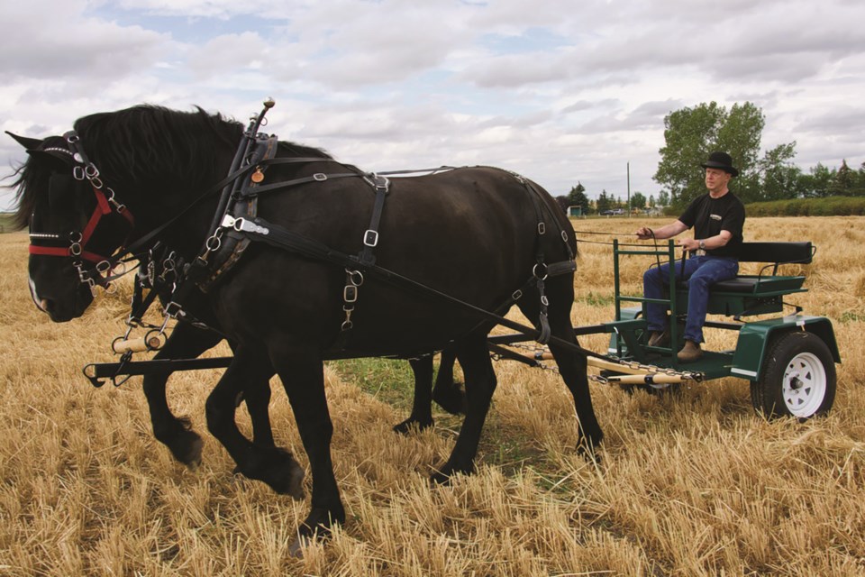 Alberta Carriage Supply is manufacturing horse-drawn farm equipment in Rocky View County. 