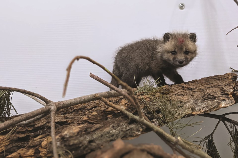 The Alberta Institute for Wildlife Conservation are hosting its 10th annual Wildlife Baby Shower in order to raise funds and awareness towards caring for and rehabilitating Alberta wildlife. 