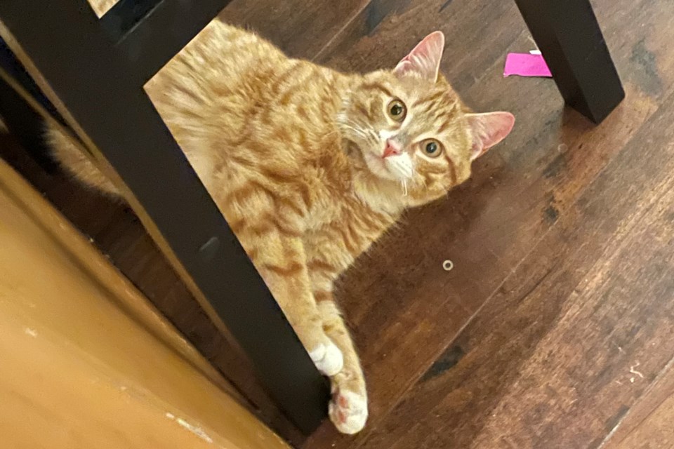 RR-BoggletheCat_NOW