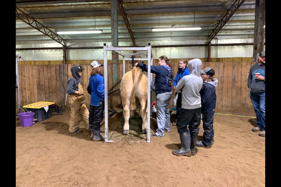 Learning to groom. A big part of the quest for "Best in Show" accolades for 4H Beef Club members is learning the proper way to present and take care of your animals.