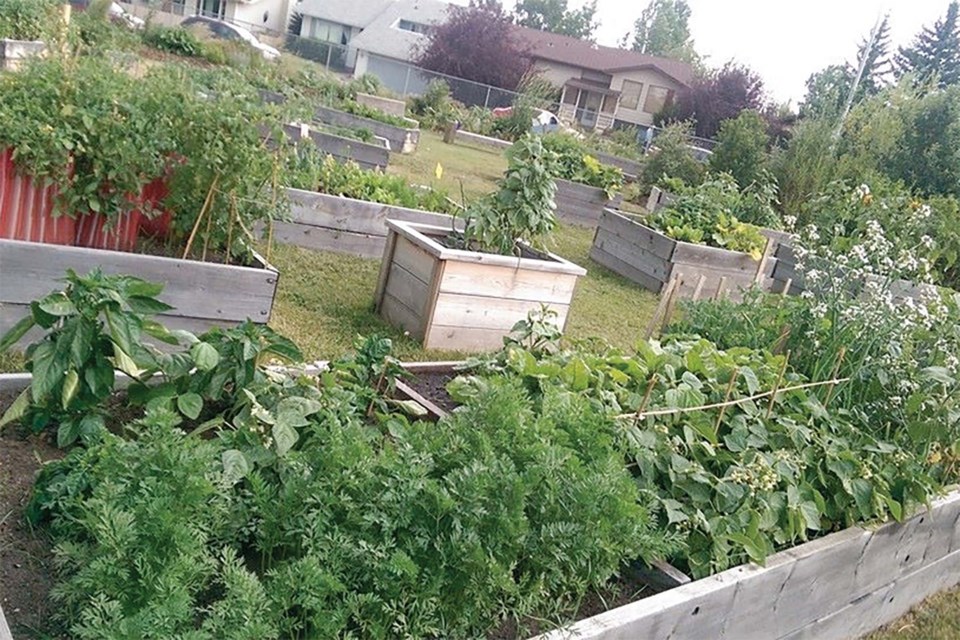 Rocky View County is hosting a pair of vegetable gardening workshops led by a Cochrane resident on Feb. 16 and 23.