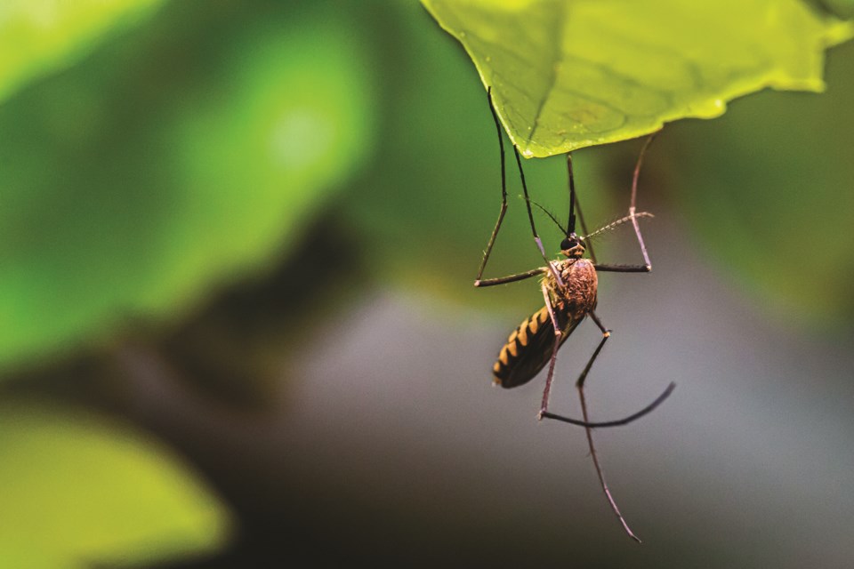 Rocky View County is hosting a virtual mosquito management session in partnership with Prairie Environmental Services this week. 
