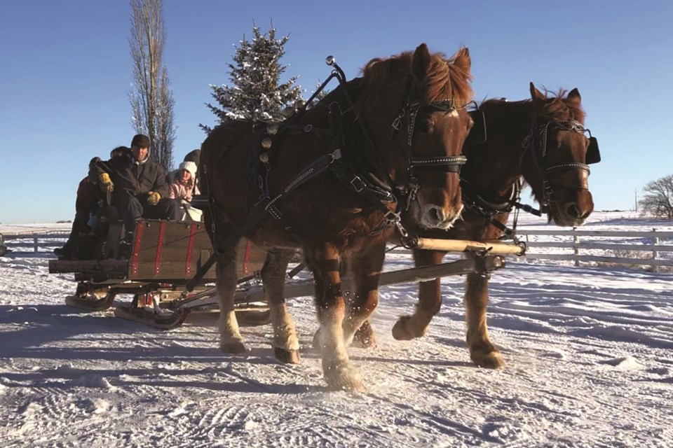 A Langdon-area equine facility is offering sleigh rides this holiday season featuring heavy horses and sleigh bells. 