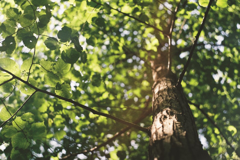 Rocky VIew County is hosting a tree pruning webinar to help inform and equip residents on March 2.