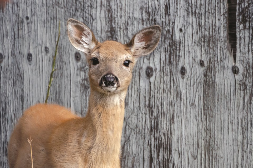 The Alberta Institute for Wildlife Conservation is in need of donations this holiday season to support a growing demand for wildlife support and care. 