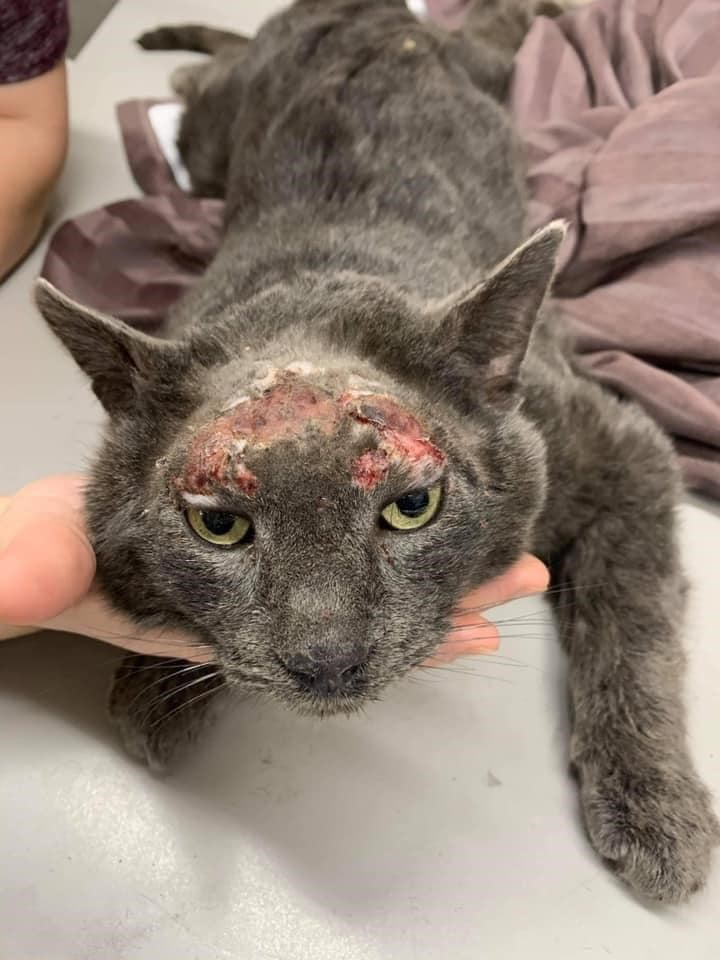 Salvado-cat-rescue-HH