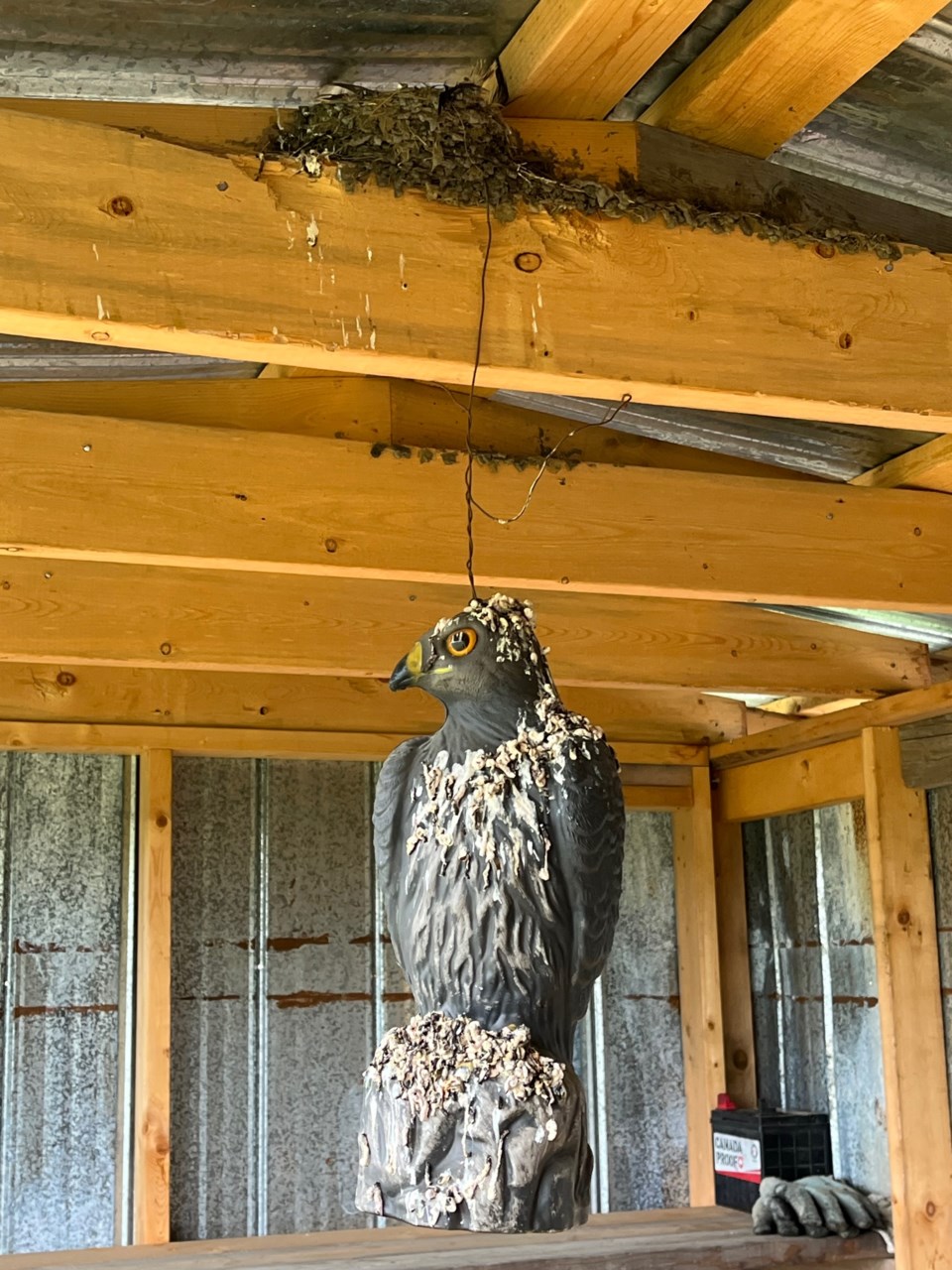 bearflatswallows