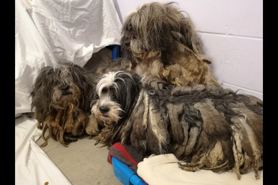 The BC SPCA is caring for 119 small dogs surrendered into care from a property near Fort Nelson on March 12, 2021.
