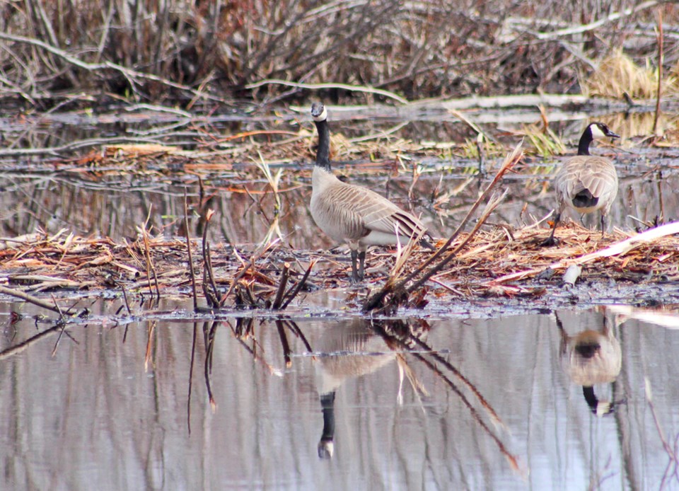 geese-ruby-mcbeth