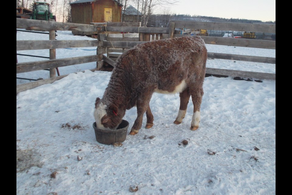 Sara's heifer on a -37 degree morning
