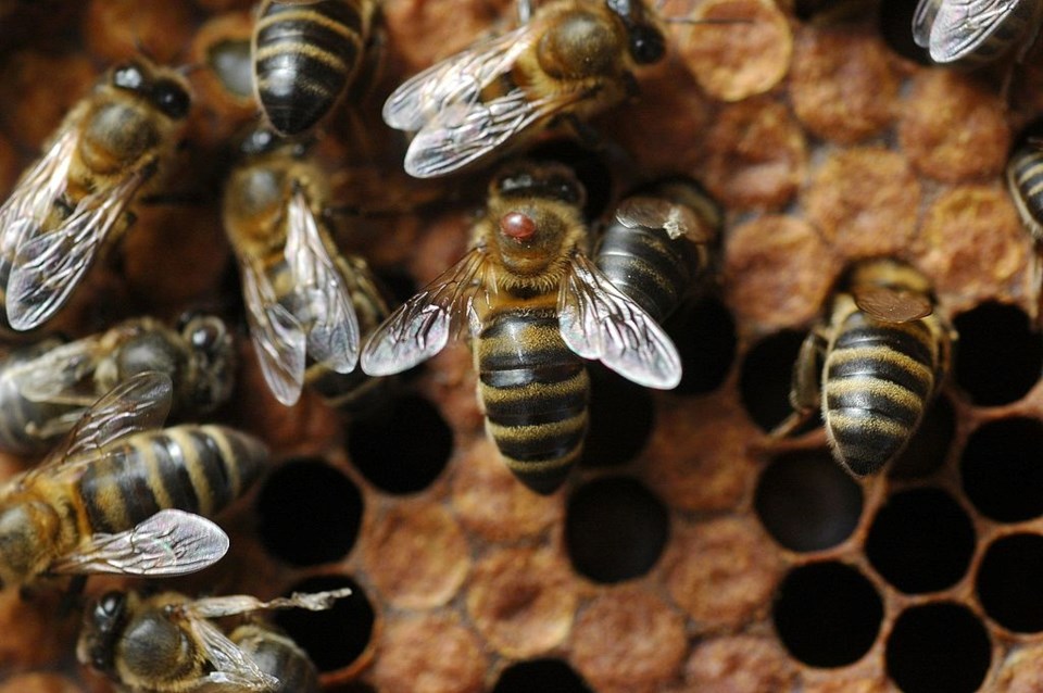 Honeybee_varroa_14