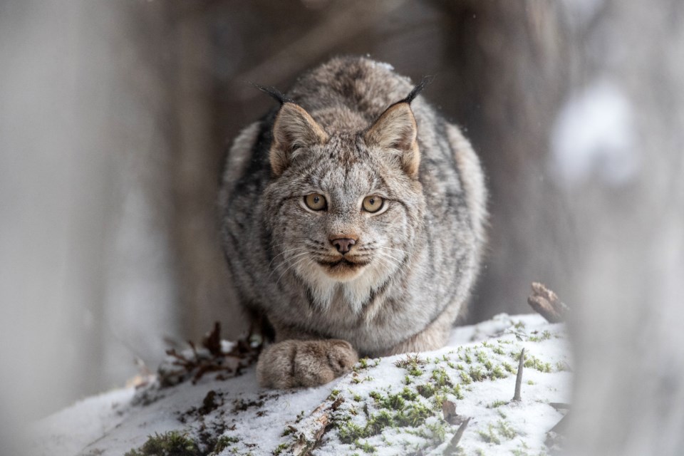 A lynx crouching on a snow-dusted ridge off the highway near Fort Nelson