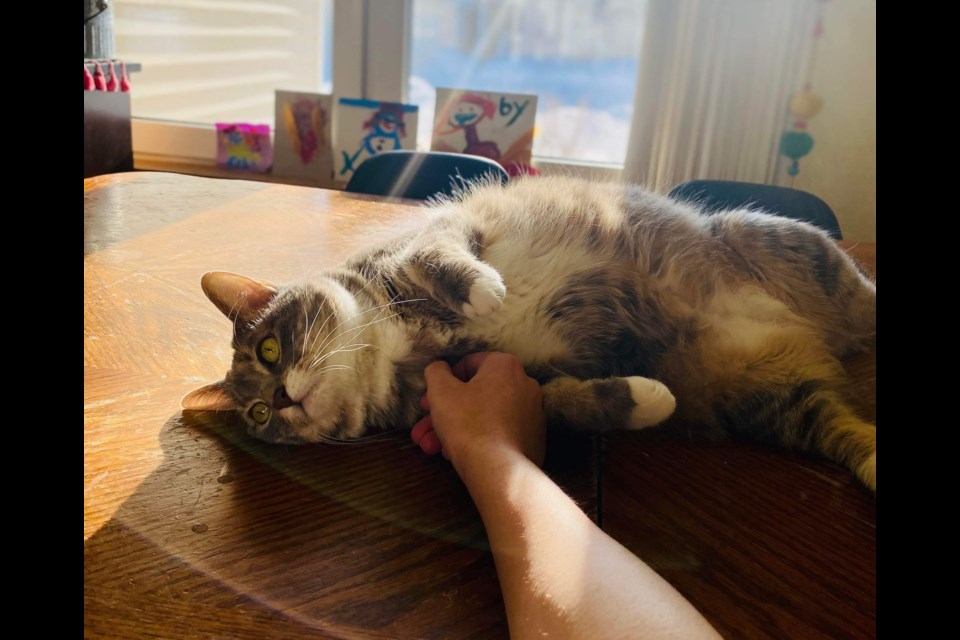 Molly enjoying the sun and a pet. 