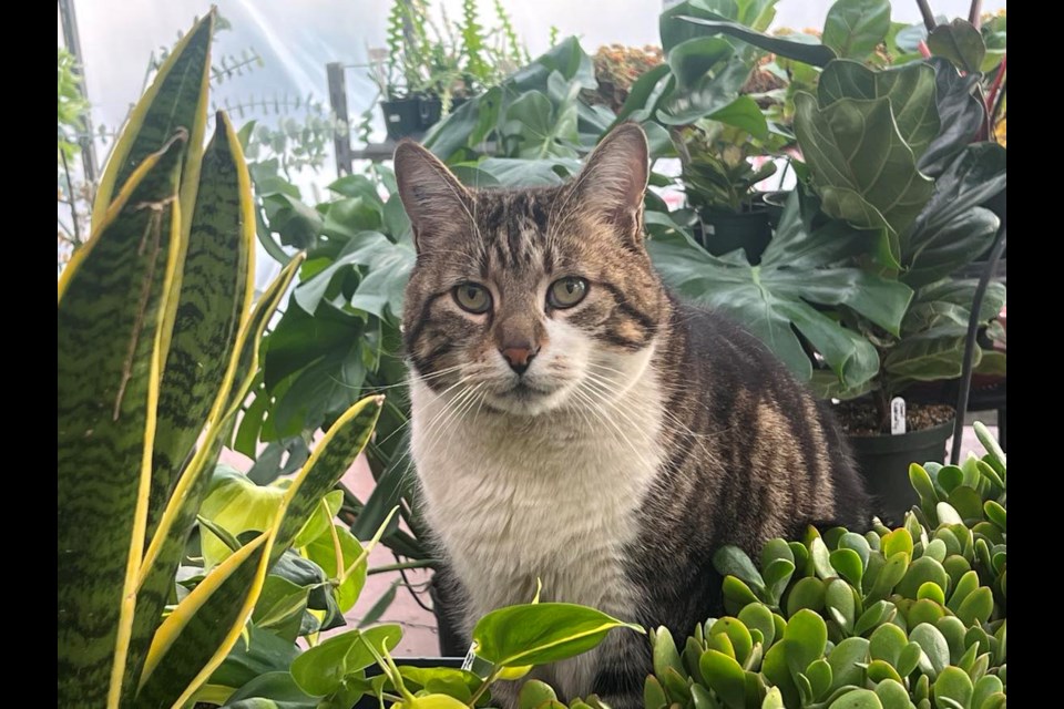 Oliver at Hillside Garden Co.