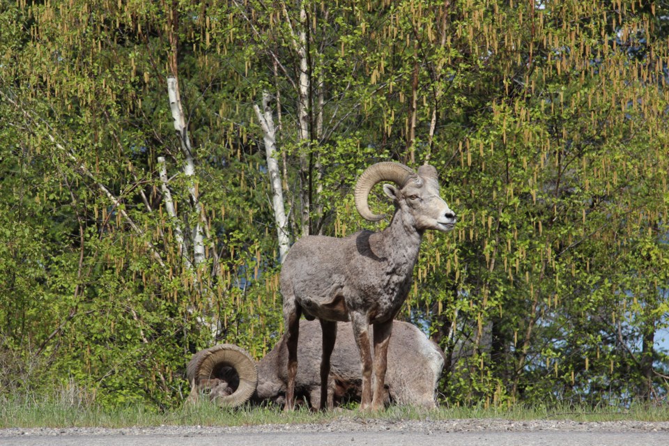 Big horn sheep seen along Westside Road in the Okanagan.