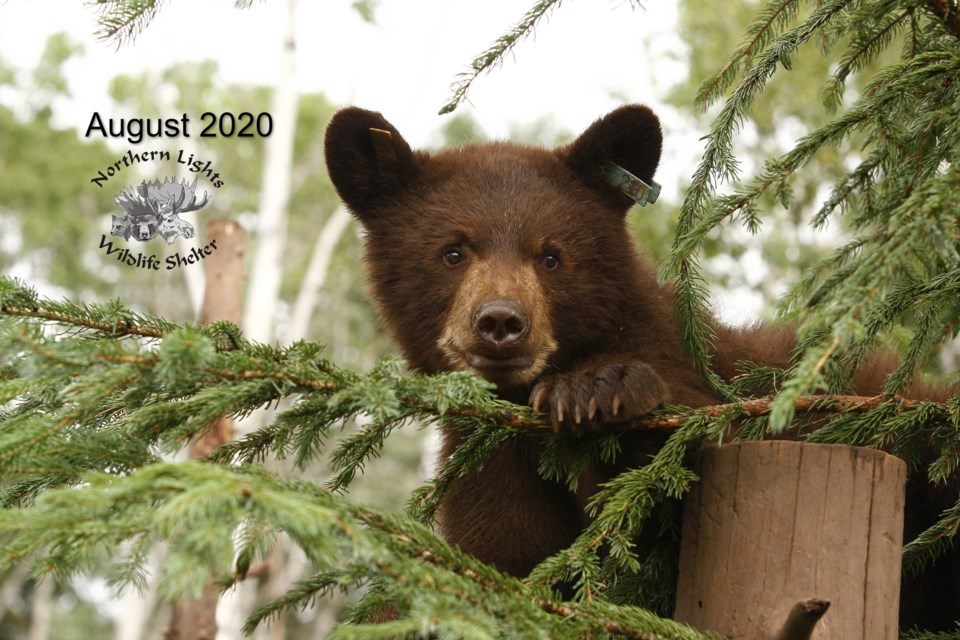 'The Rock' at the Northern Light Wildlife Society in Smithers, B.C., in August 2020. He was released back into the wild in the Hudson's Hope area in June 2021.