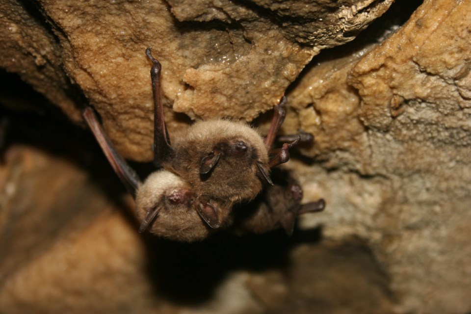 A healthy pair of Little Brown Myotis bats 