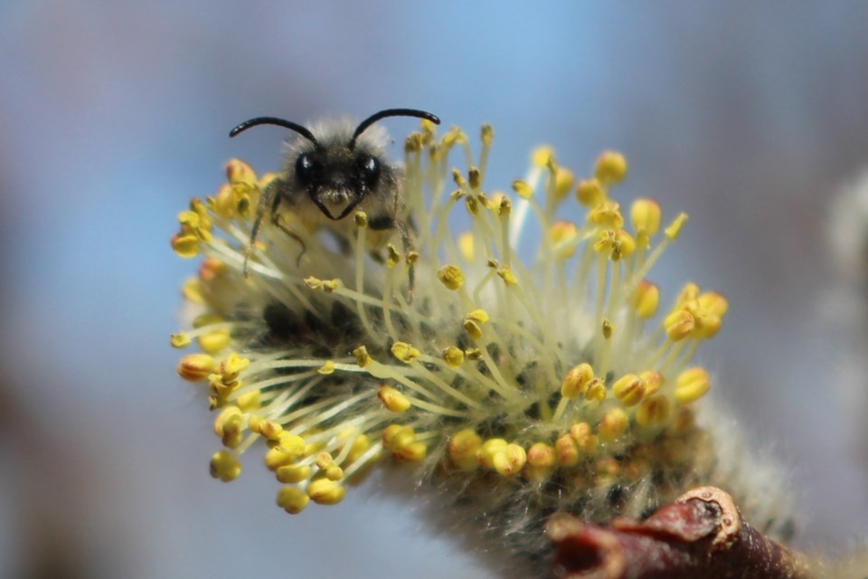Andrena’s Willow, Caily Oldershaw, Dawson Creek