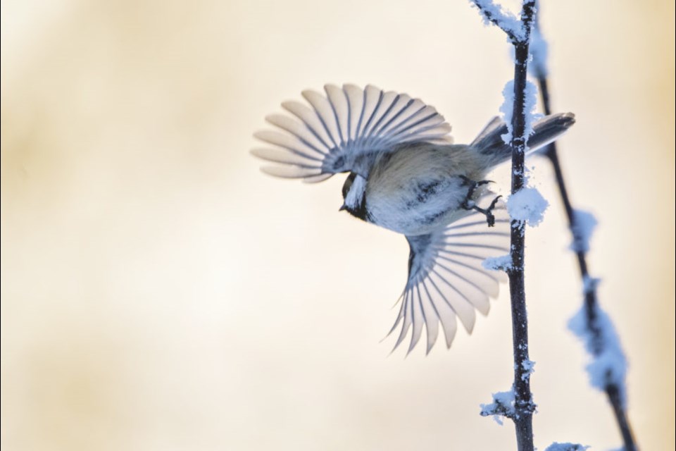 'In Flight', digital photography by Tracy Rondeau, and winner of the  Distinguished Photography Award at the 2022 Peace Liard Regional Juried Art Exhibition, May 6, 2022.