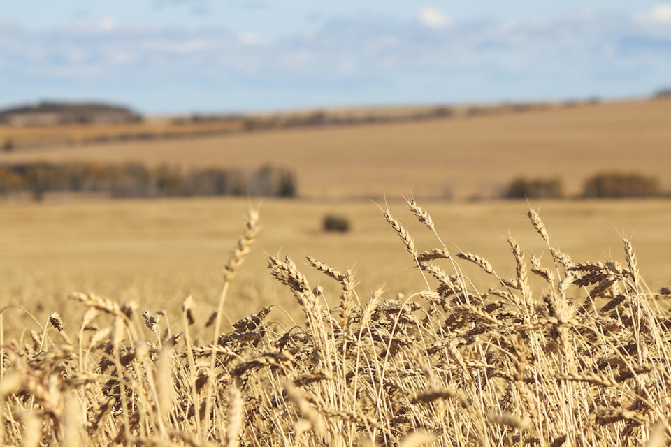 grain-harvest-preprost