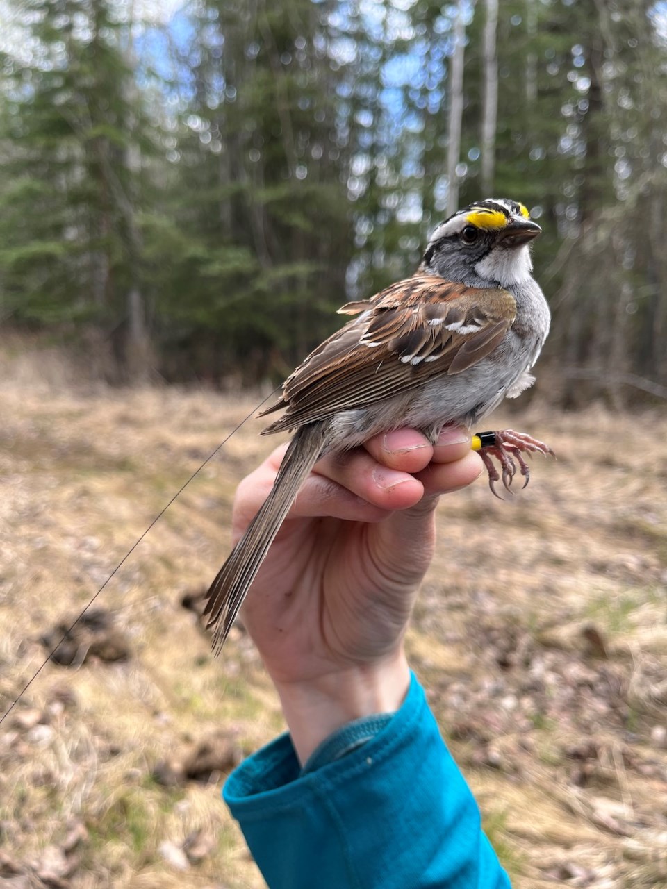 white-throated_sparrow_kianna-leung