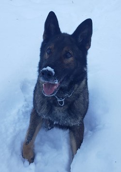 99668_police_dog_hamer