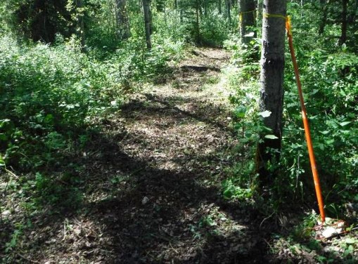 Beatton trails 6