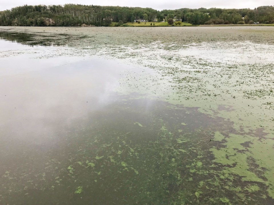 CharlieLake-Algae