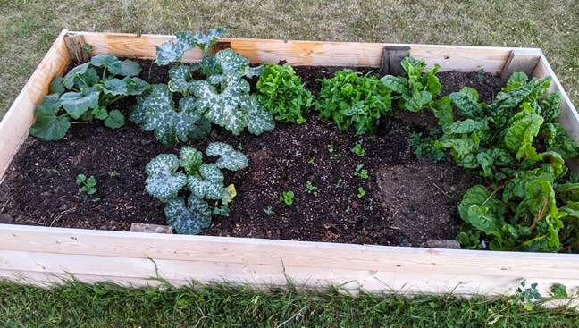 Garden 1