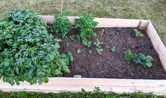 Garden 2