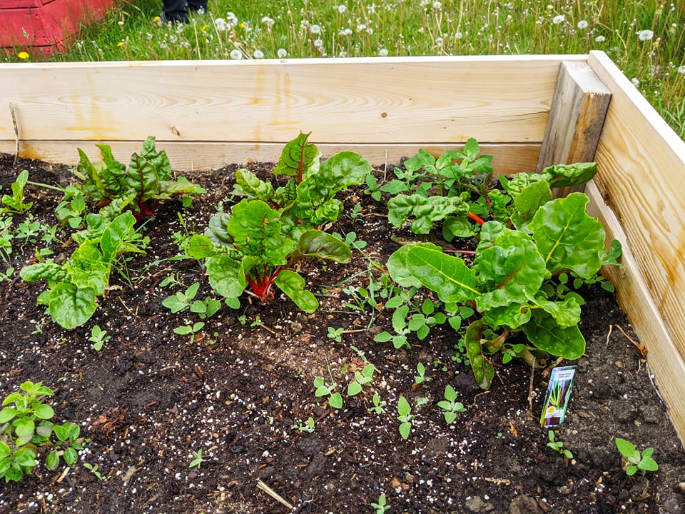Garden update