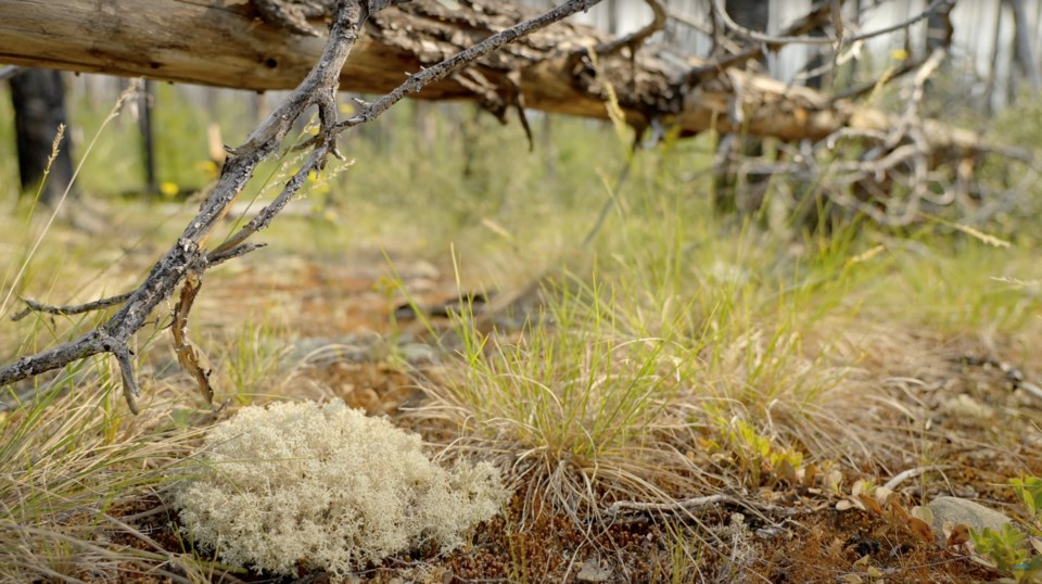 lichen-MichaelTilson-ChuChoEnvironmental