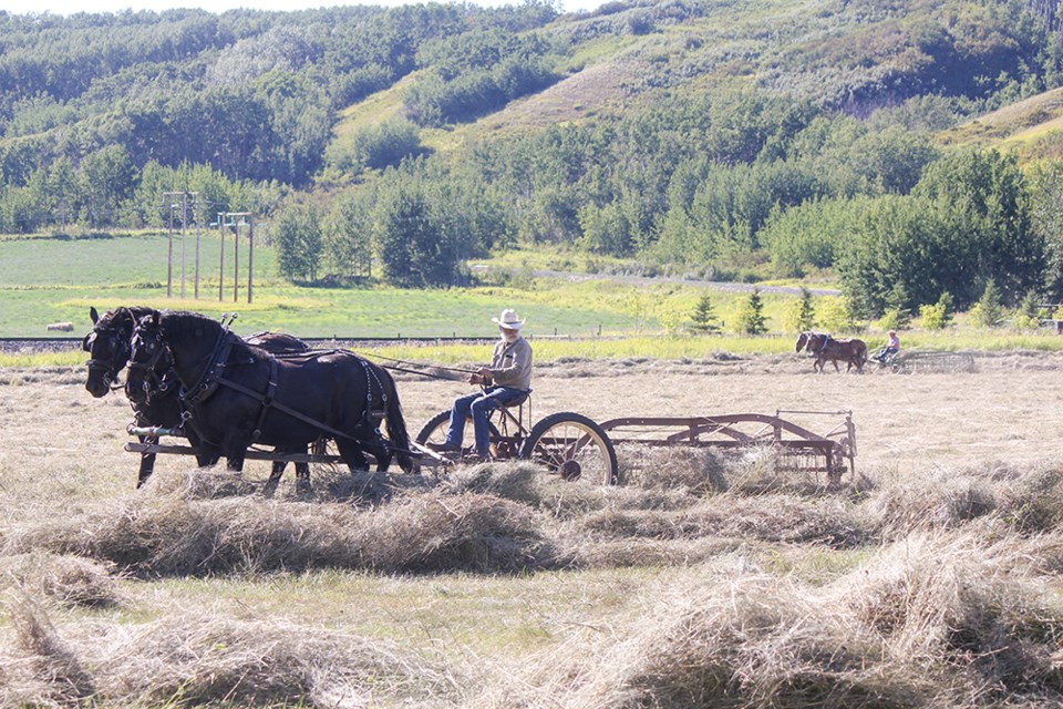 Raking the fields in Taylor, Aug. 18, 2022.