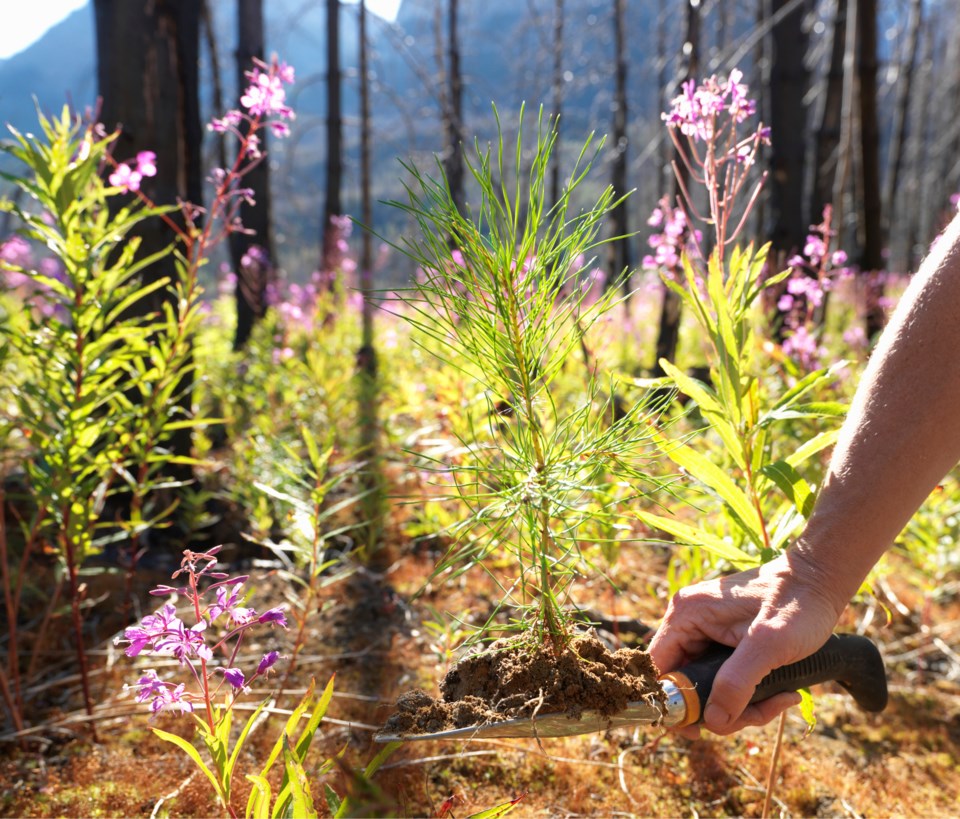 Treeplanting-GettyImages-sb10063131rr-001