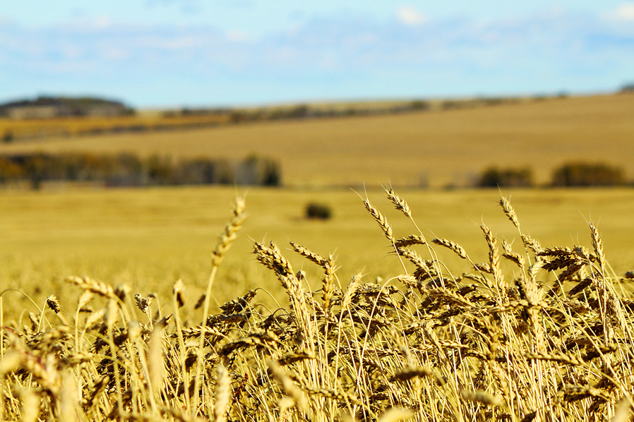 wheatfieldfsj