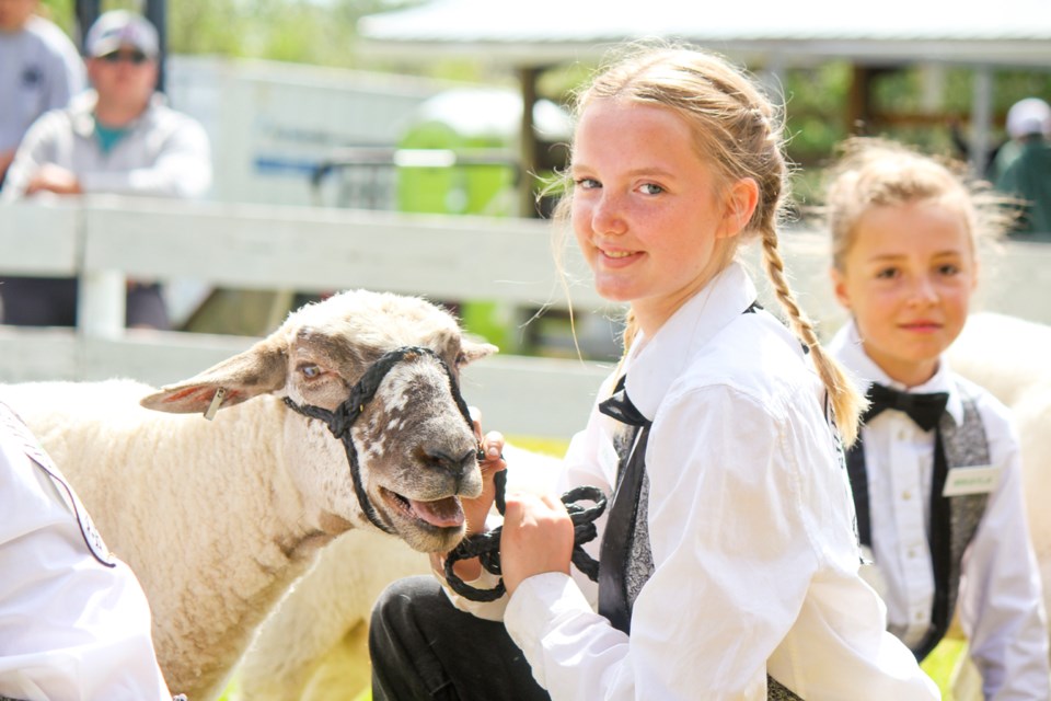 Sheep show at 2022 Achievement Days at the North Peace fairgrounds.