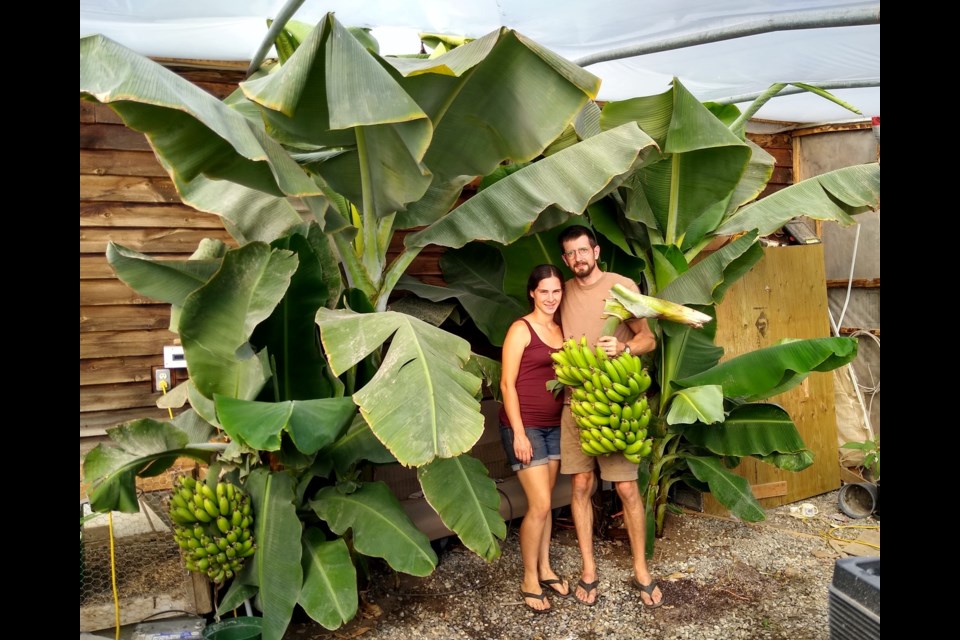 Yukon and Beth Soles with the first harvest from their banana plants in Fort Nelson. (Courtesy Yukon Soles)