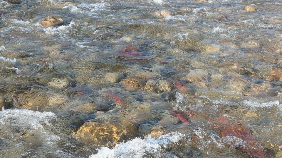 salmon-kuskanax