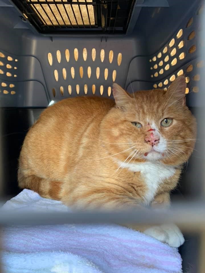 Lynx, a recently surrendered tabby in Hudson's Hope - April 15, 2021