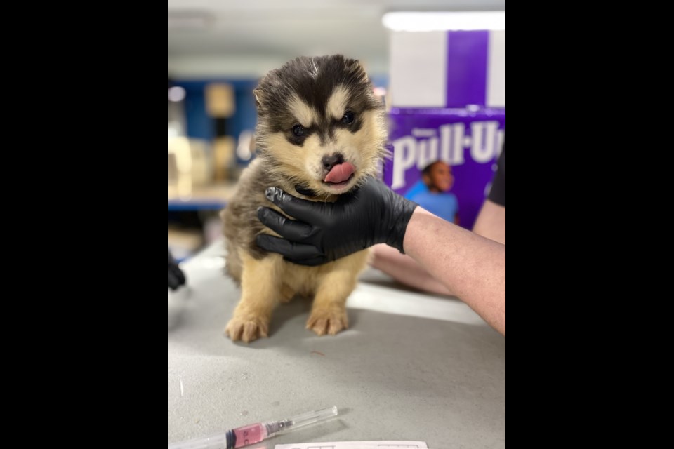 A pup at a clinic in Kimmirut, Nunavut. 